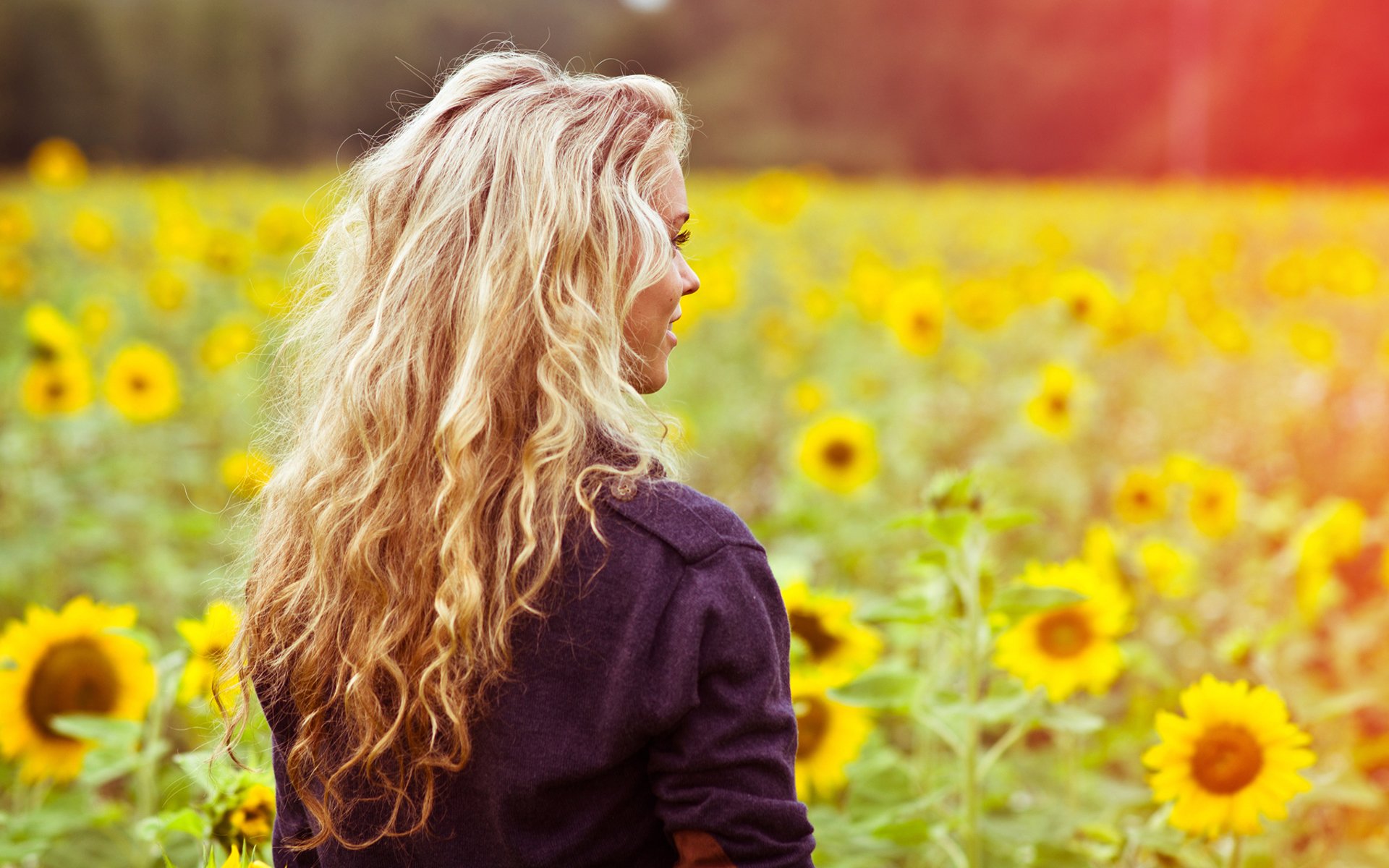 mädchen rücken haare jacke lächeln gesicht feld lichtung sonnenblumen blumen sommer licht farbe warm stimmung