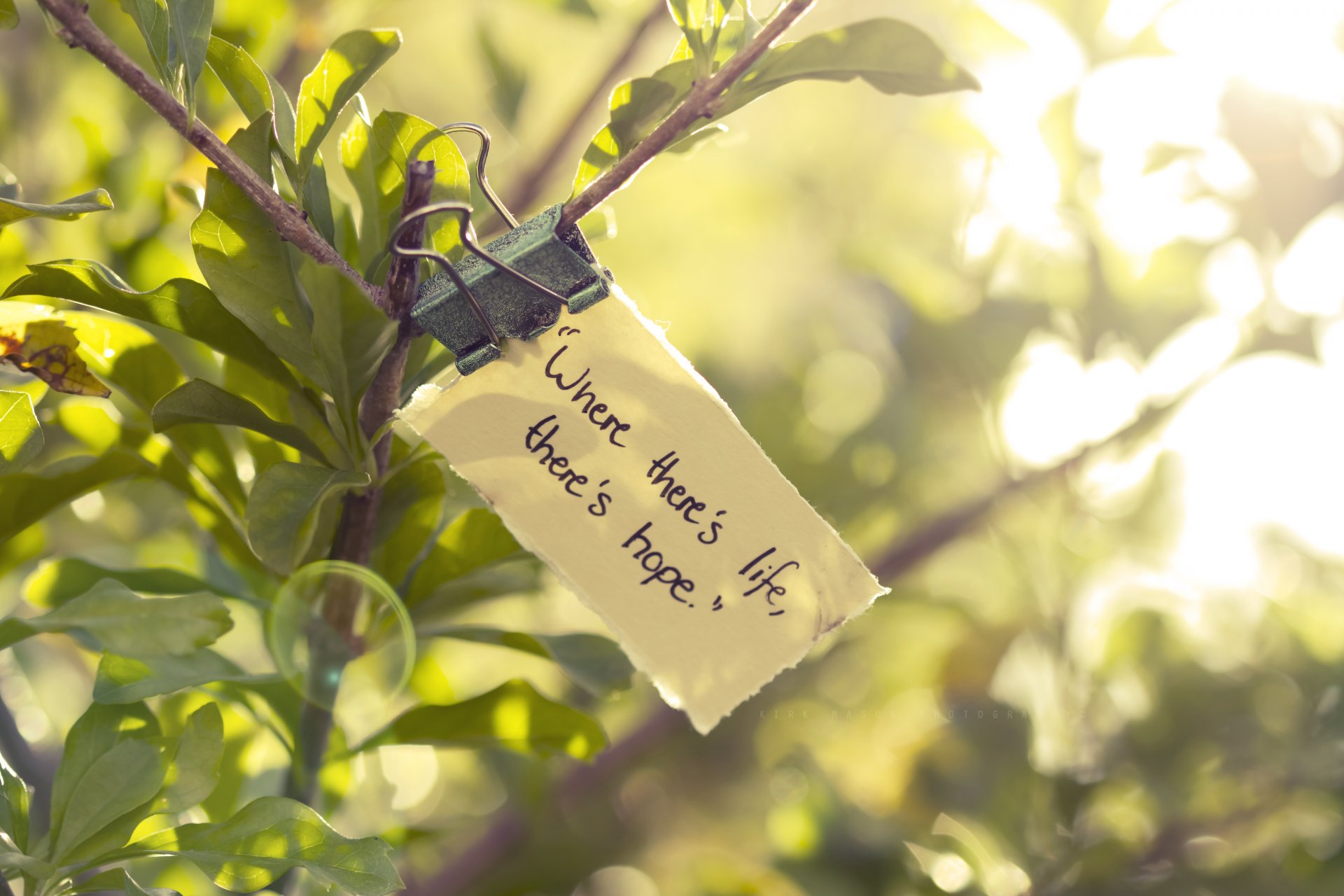 branch leaves greenery green leaf quote life hope light sun macro mood