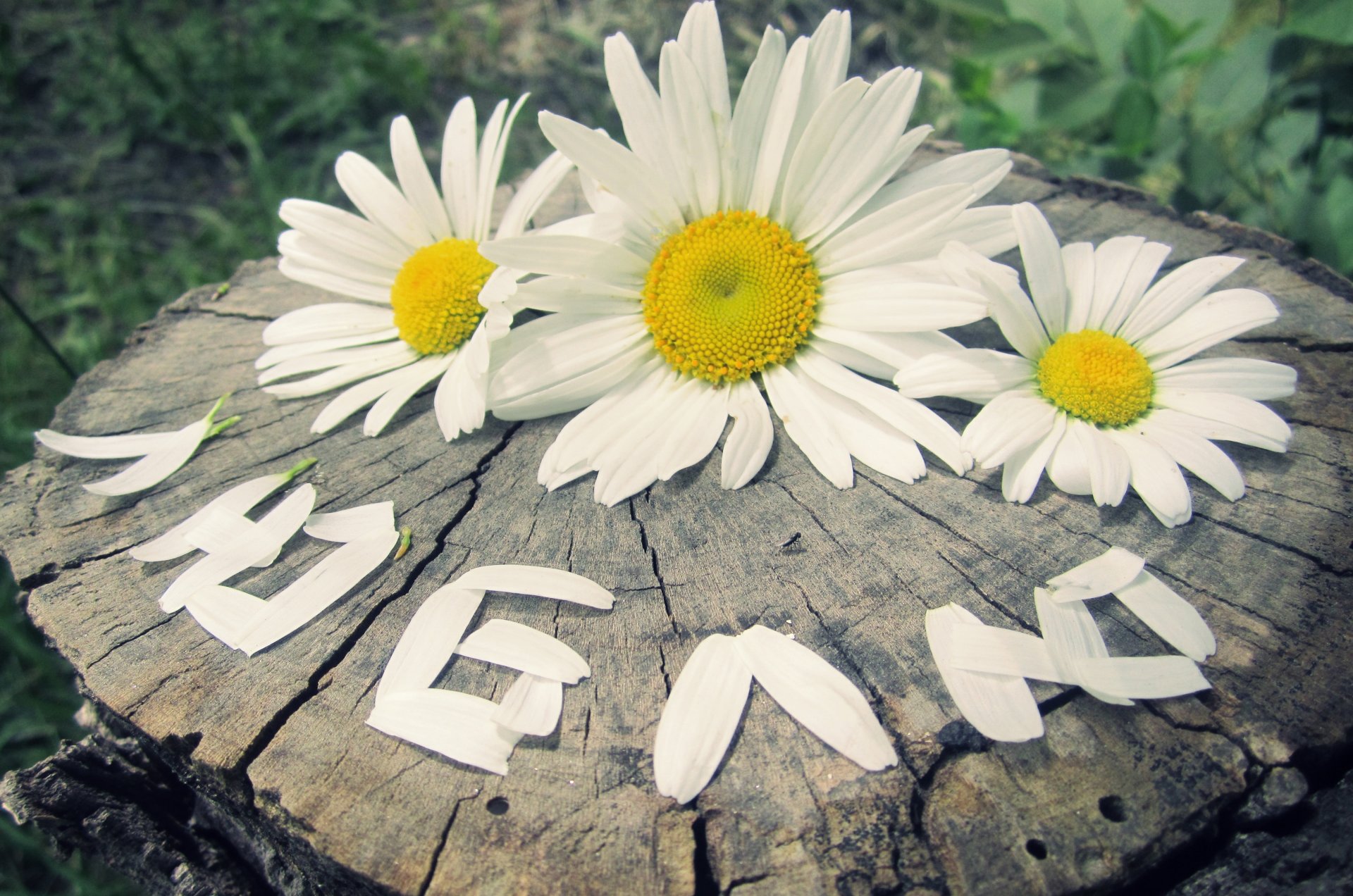 amour sentiments fleurs marguerites