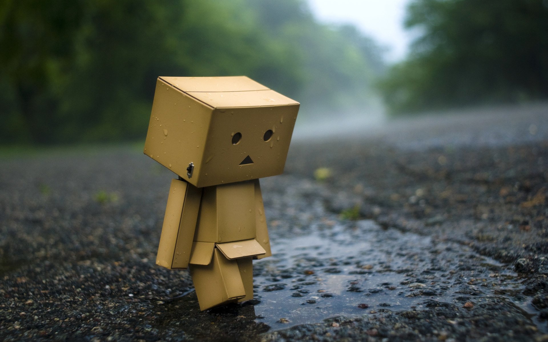 danbo pudełko kałuża asfalt deszcz nastrój człowiek danboard tapety