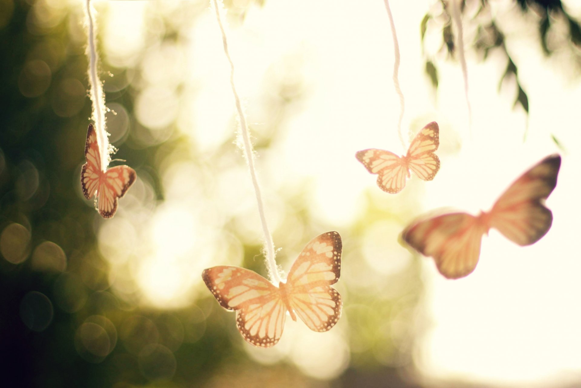 papillons ciel fond éblouissement arbres lumière air vent humeur gros plan