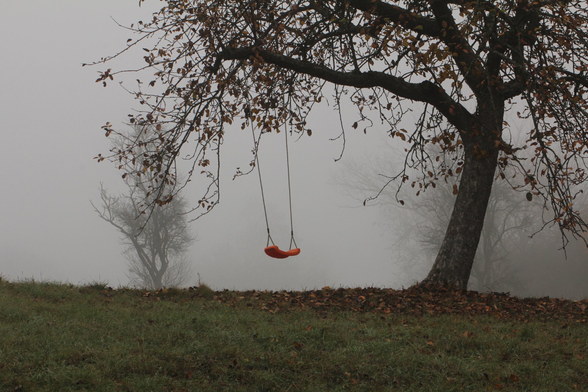 herbst bäume nebel schaukeln