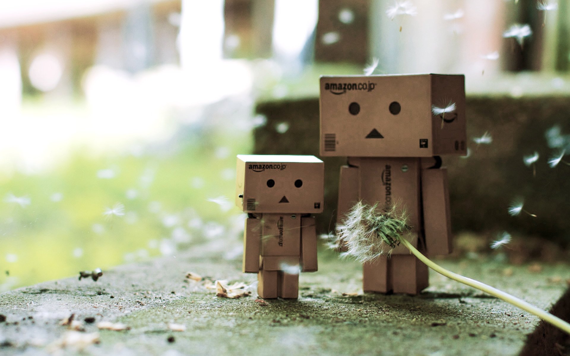 danbo danbo scatole dente di leone