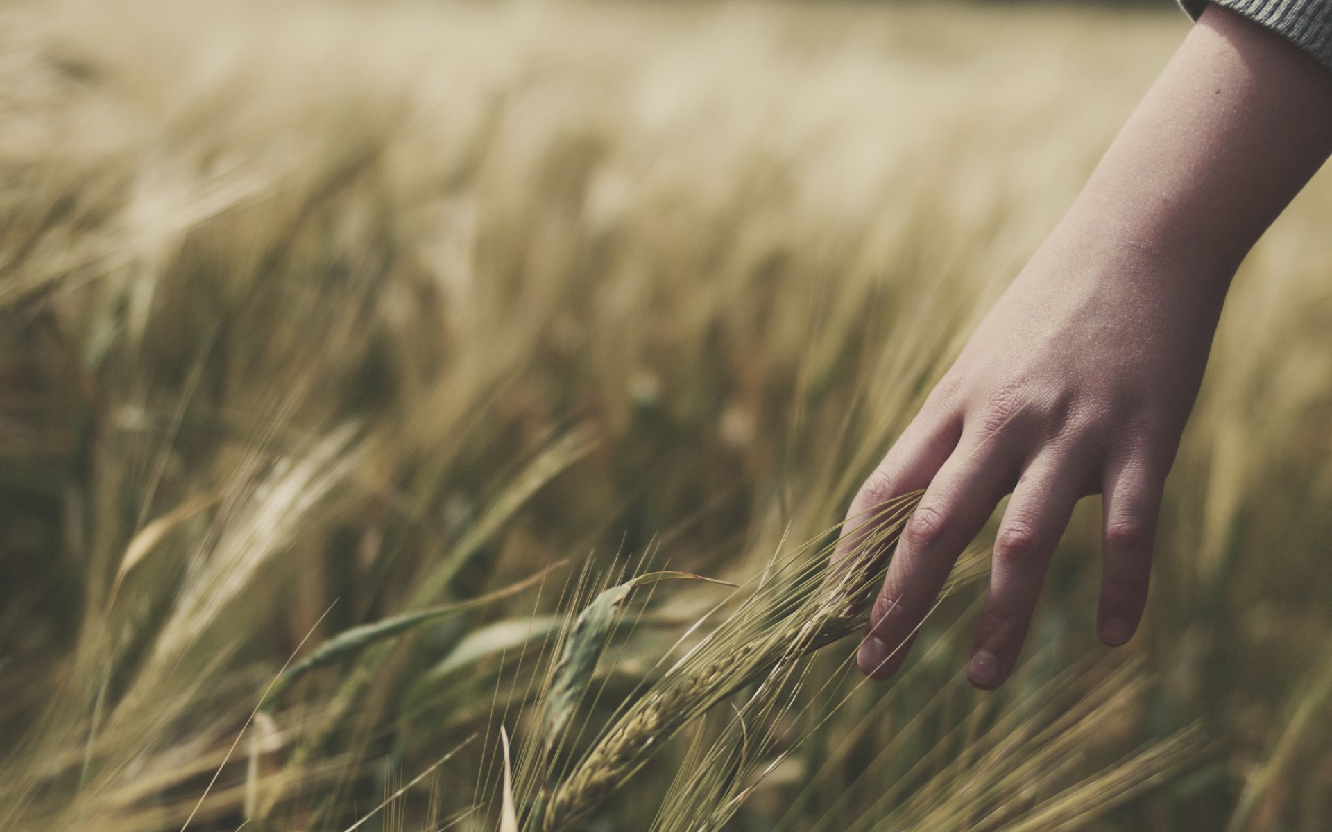 mood field grass wheat hand hands spikelets spikelet ears girl girl