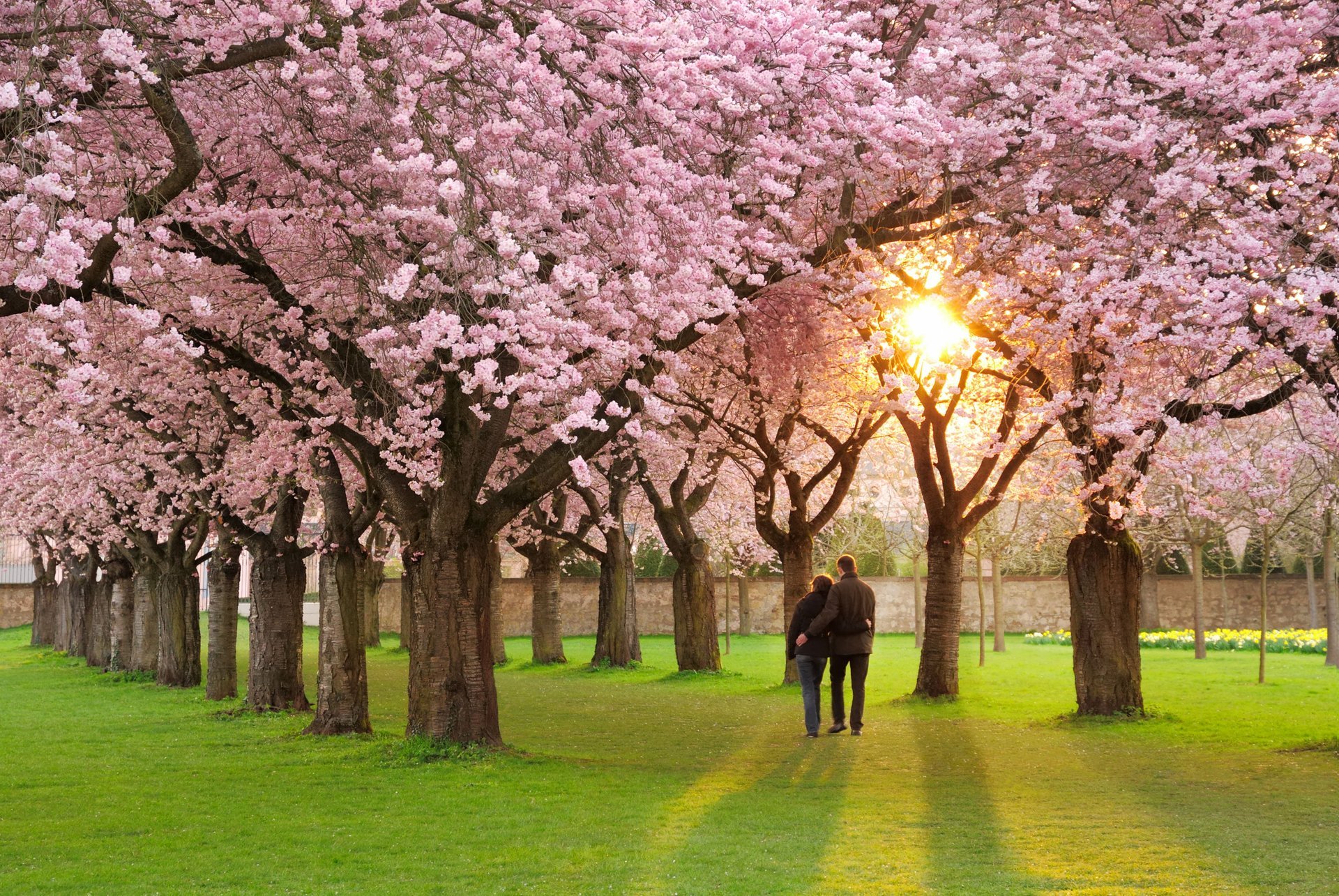 sakura kleinfilzkirsche frühling liebe blüte paar gasse rosa blütenblätter stimmung frühling