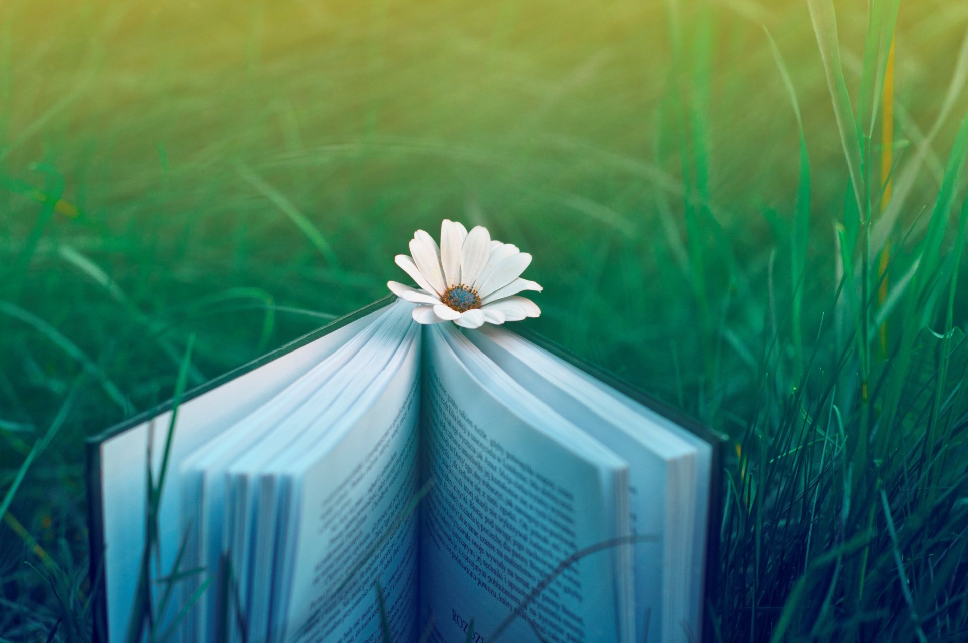 grass nature book flower mood