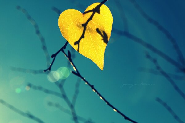 The last yellow leaf on the branch