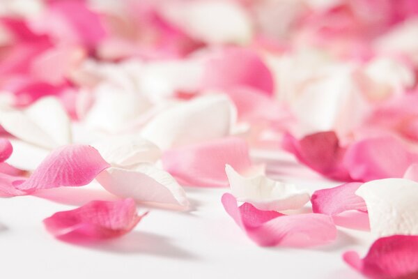 Petali di rosa amore rosa