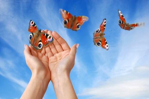 A butterfly is sitting on a person s hands, and four more are flying across the sky