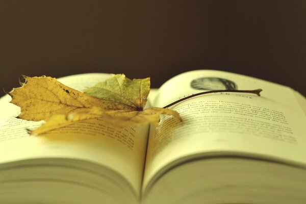 Herbstästhetik mit Büchern