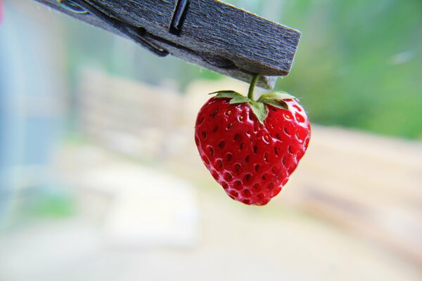 Fraise sur une pince à linge plaît à l œil