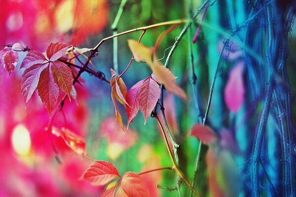 Hojas de otoño multicolores