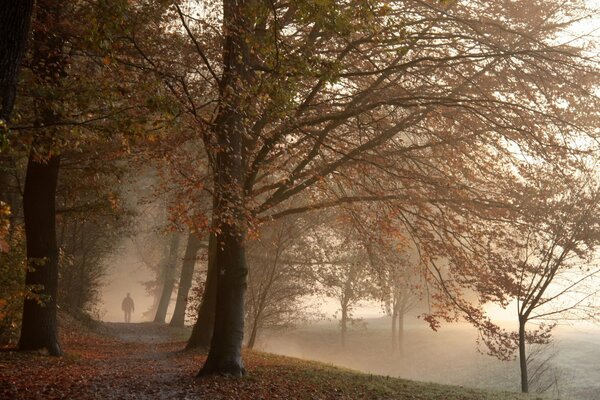 Morning fog in the autumn park and the silhouette of a lonely man walking along the path