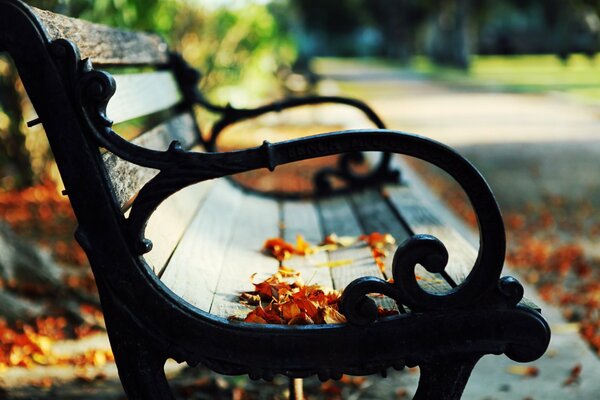 Banc dans le parc sur fond de feuilles d automne