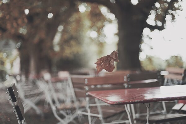Parque de otoño. Mesas de café
