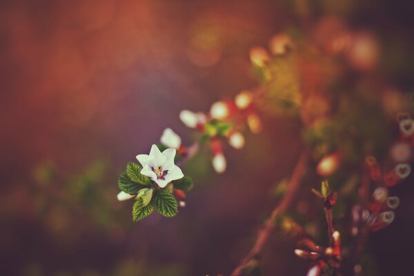 Ramita floreciente de primavera en el fondo de la puesta de sol