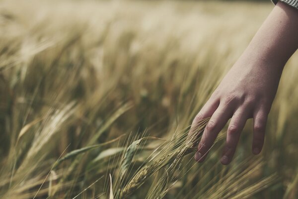 Hierba de campo y espigas, estado de ánimo brillante