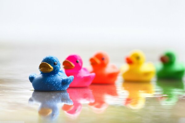 Los patitos del arco iris se reflejan en el agua