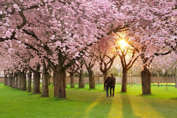 Humeur de printemps, belle nature fleurie marche couple . allée avec des arbres en fleurs paradis pour les amoureux