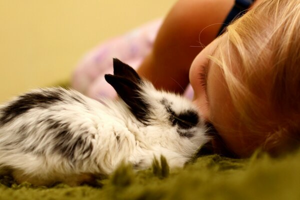 The rabbit is sitting near the girl s face