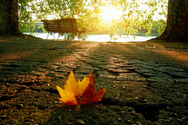 Banco en el parque de otoño