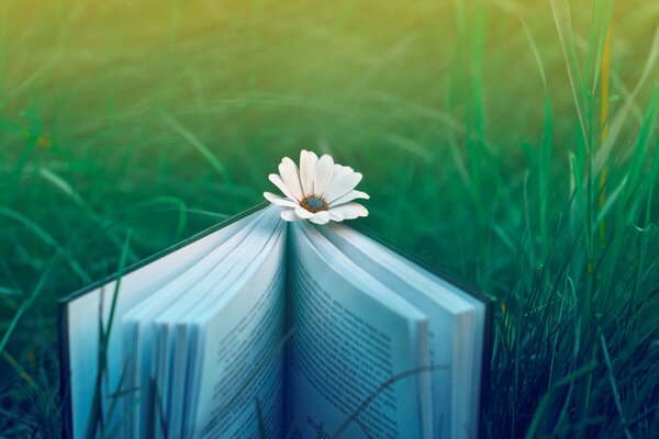 Открытая книга на траве с ромашкой