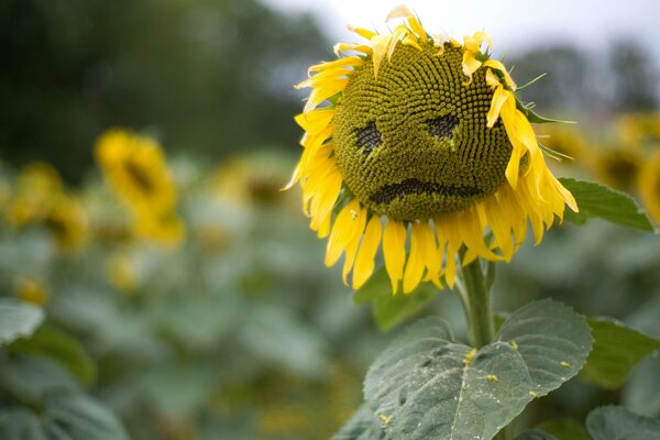 Traurige Sonnenblume auf dem Feld ist einsam