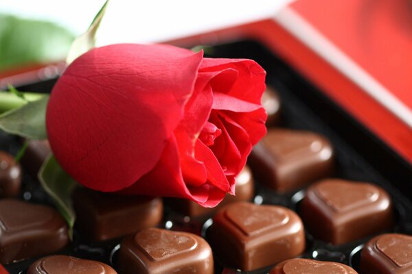 Rose rouge et chocolat en forme de coeur