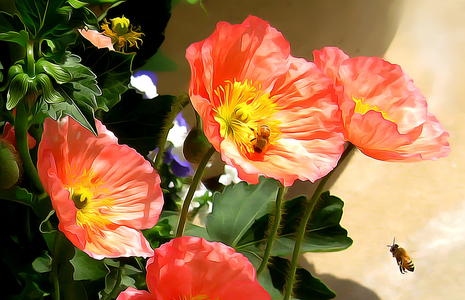 blumen mohnblumen insekt biene garten natur