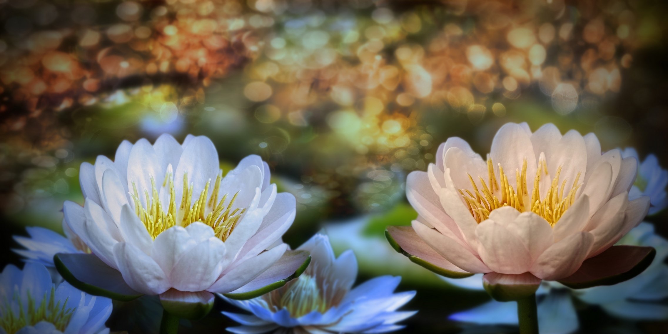 3d flores nenúfares