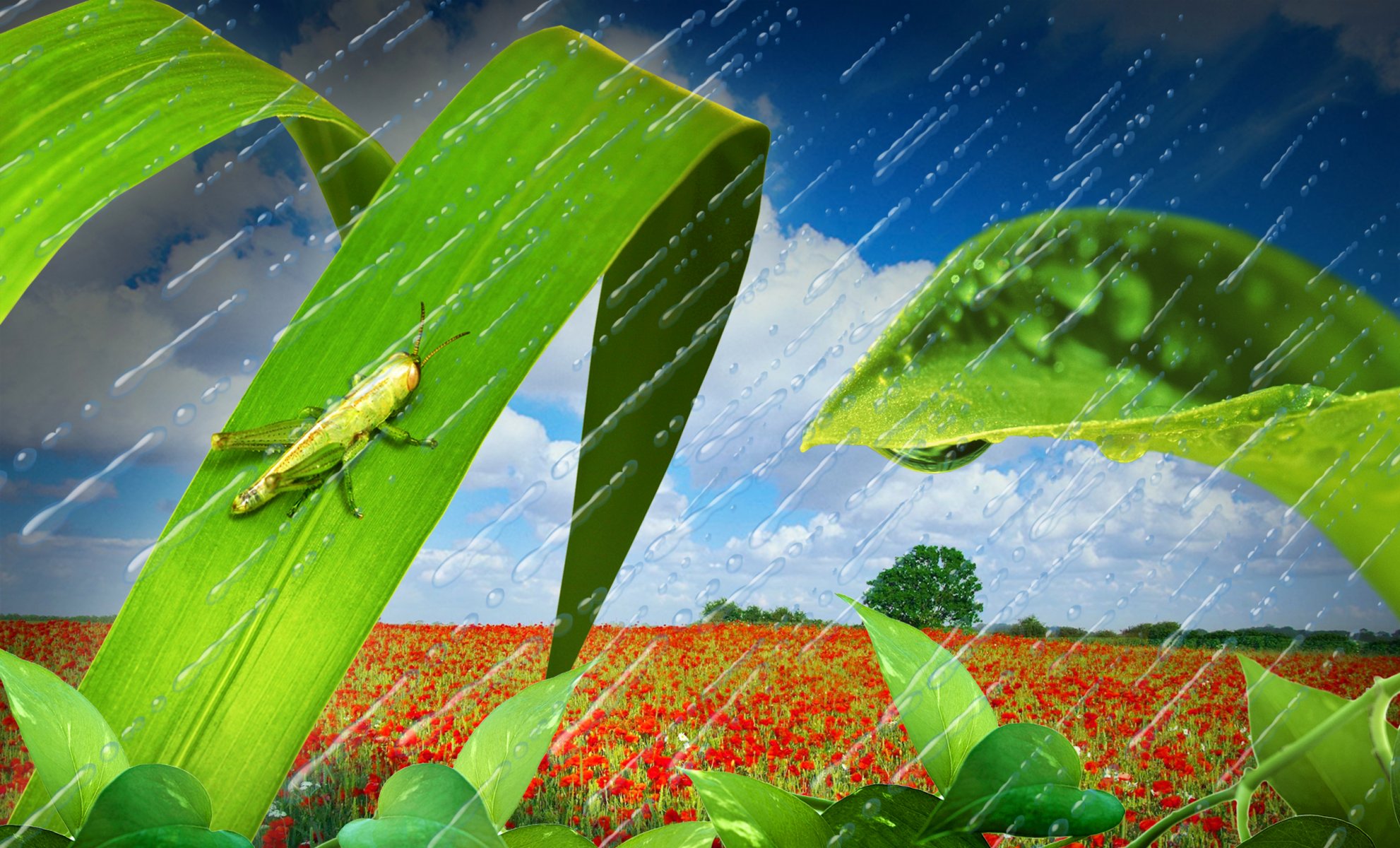 nature landscape the field poppies grasshopper sky clouds drops rain grass leave