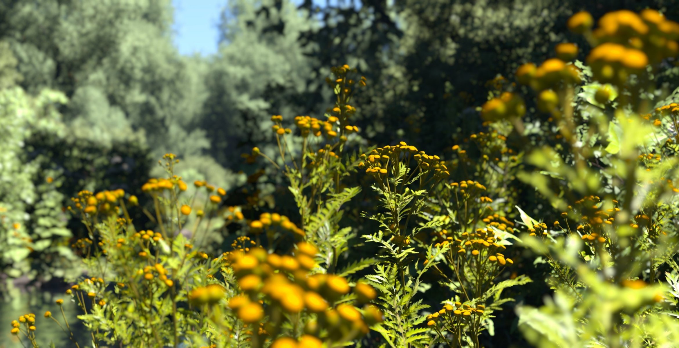 de la nature des fleurs des champs jaune