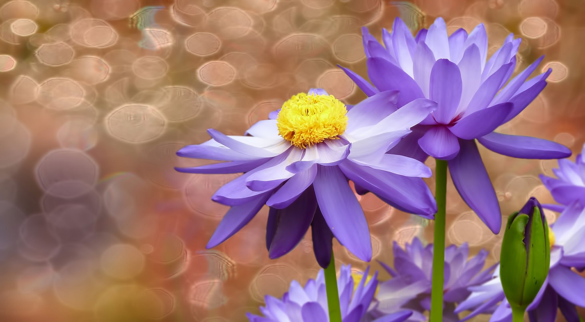 blumen seerosen hintergrund blasen