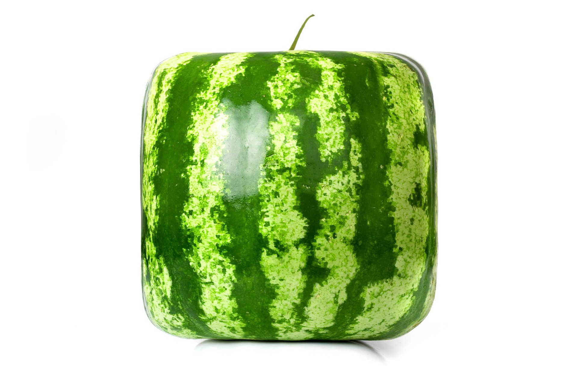 wassermelone quadrat cube 3d quadratische wassermelone rendering