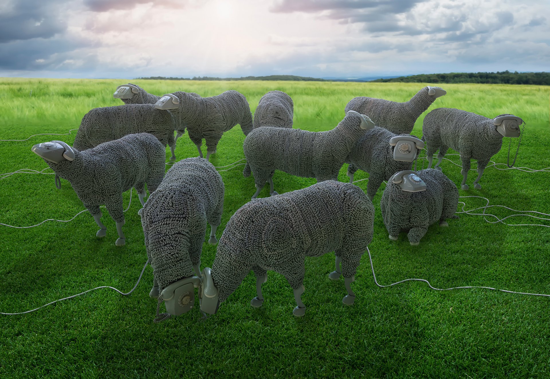 des moutons du fil des téléphones mobiles des pâturages