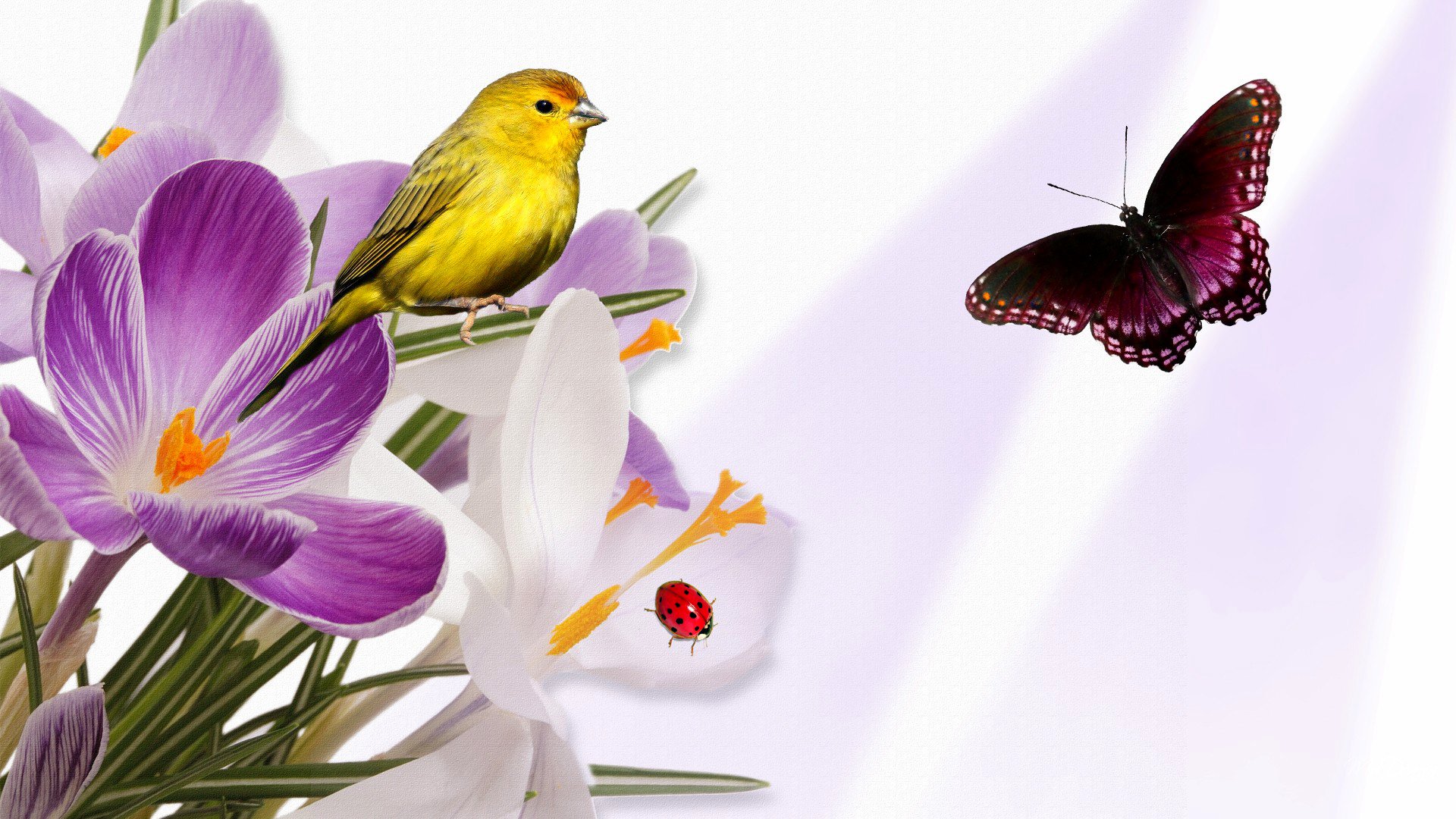 poultry butterfly ladybug flower crocus collage