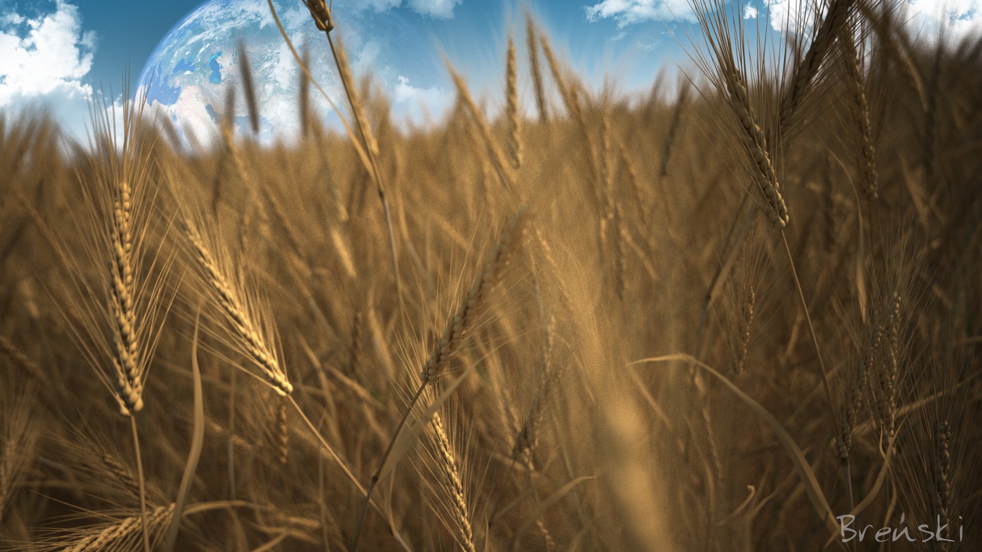 le champ de seigle céréales grains la planète de la