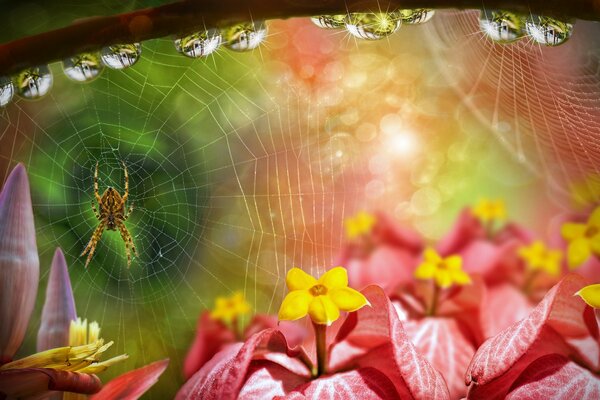 Паук плетущий паутину на цветах. Капли росы