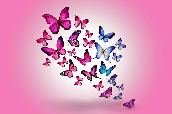 Pink blue butterflies on a pink background are very beautiful