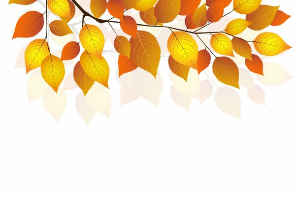 Les feuilles d automne sur fond blanc