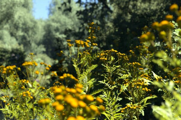 Yellow flowers on a green field