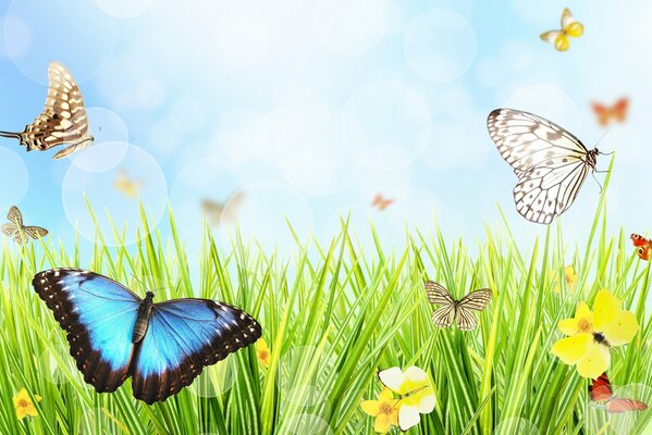 Fluttering butterflies from flower to flower. Summer nature