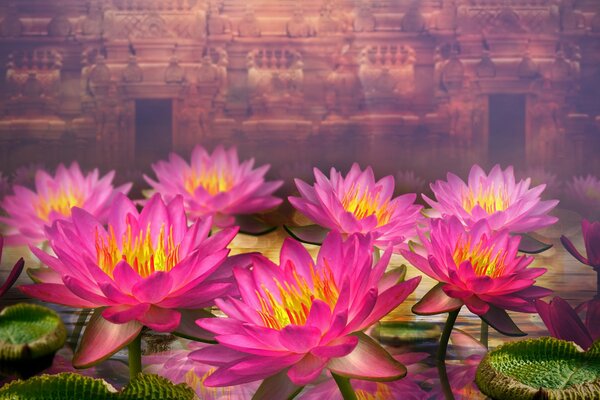 Pink water lilies on the background of an ancient wall