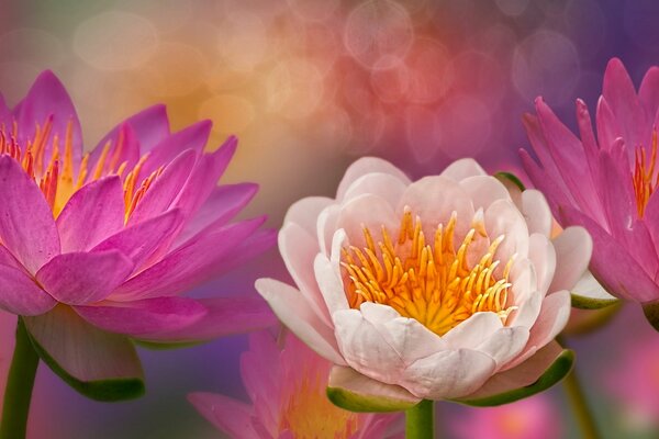 Цветение водяных лилий розово-белый