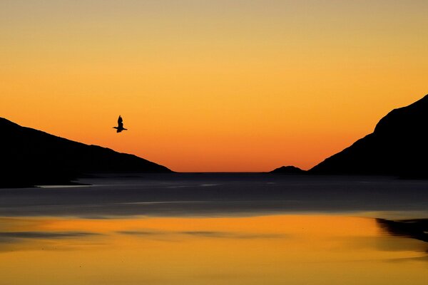 Le vol de l oiseau sur fond de montagnes et le lac