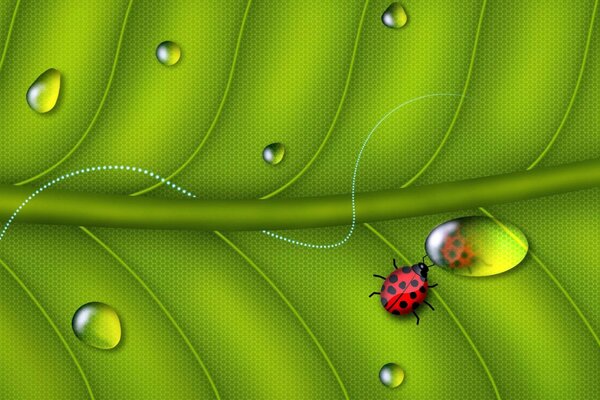 Ladybug on a leaf with a dewdrop