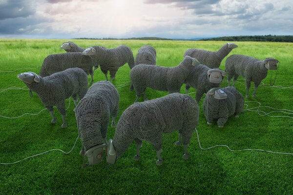 Провода лежат на псатбище овец