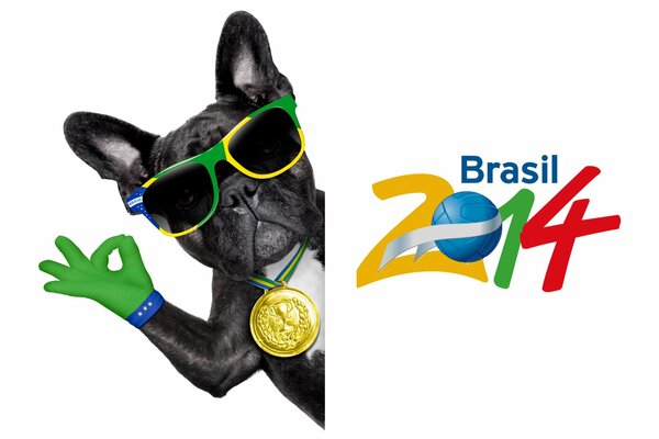 Le chien à lunettes avec une inscription brasil 2014