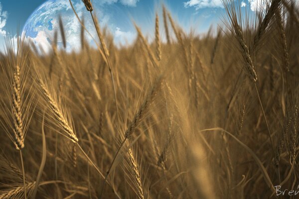 Golden spikelets on a rye field