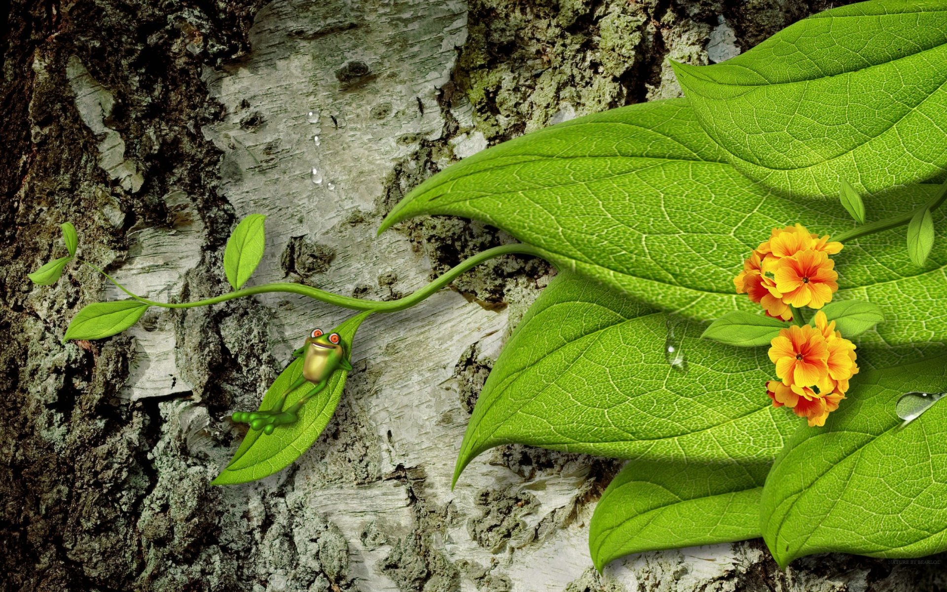 écorce arbre feuilles fleurs grenouille gouttes